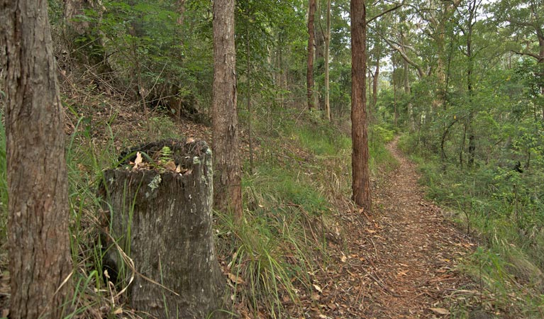Cougal NSW Accommodation Asia