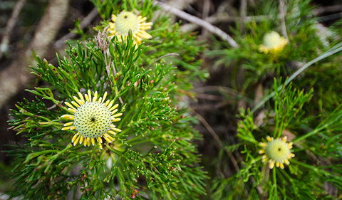 Illawarra Lookout Walking Track - Accommodation Asia 0
