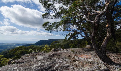 Illawarra Lookout Walking Track - Accommodation Asia 2