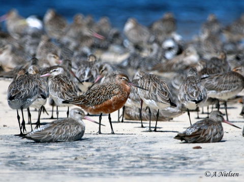 Cooloola Nature - Accommodation Guide 0