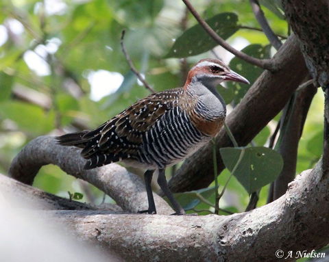 Cooloola Nature - Accommodation Guide 1