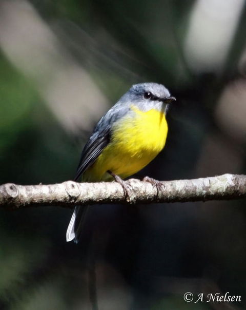 Cooloola Nature - Accommodation Guide 4