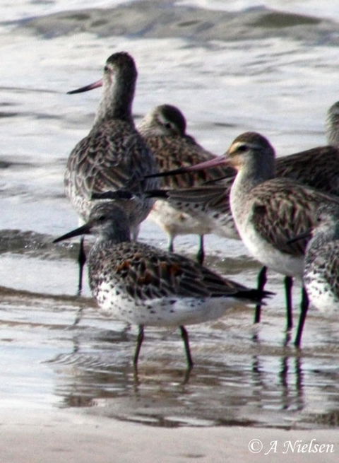 Cooloola Nature - Accommodation Guide 5