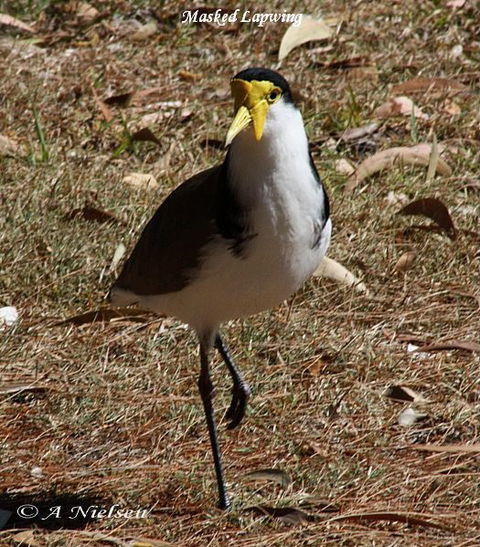 Cooloola Nature - Accommodation Guide 6