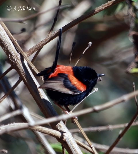 Cooloola Nature - Accommodation Guide 7