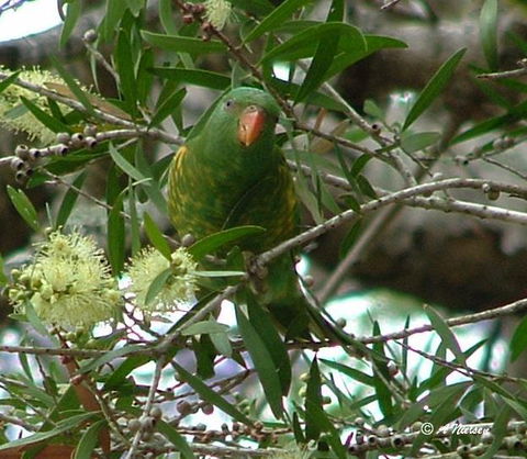 Cooloola Nature - Accommodation Guide 8