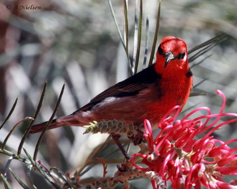 Cooloola Nature - Accommodation Guide 9