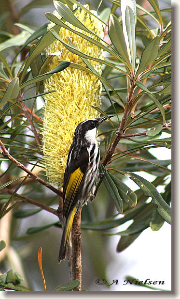 Cooloola Nature - Accommodation Guide 11