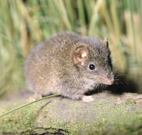 Munmorah State Conservation Area - Accommodation Guide