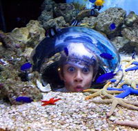 Sea Life Sunshine Coast - Accommodation Guide