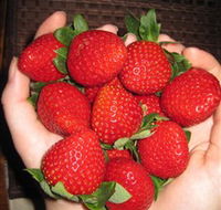 The Strawberry Farm - Accommodation Guide