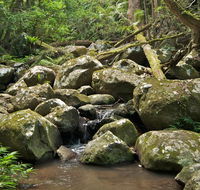 Booyong walking track - Accommodation Guide