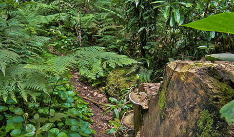 Red Cedar Loop - Accommodation Asia 1