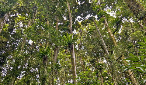 Red Cedar Loop - Accommodation Asia 2
