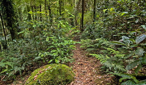 Red Cedar Loop - Accommodation Asia 3