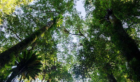 Botanic Walk - Accommodation Guide 0