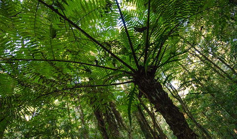 Botanic Walk - Accommodation Guide 2
