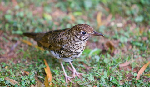 Walk With The Birds Boardwalk - Accommodation Guide 1
