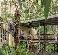 Daisy Hill Koala Centre - Accommodation Guide