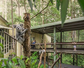 Daisy Hill Koala Centre - Accommodation Asia 0