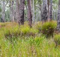 Narrawallee Inlet walking track - Accommodation Asia