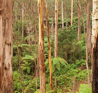 Cycle Mogo State Forest - Accommodation Asia