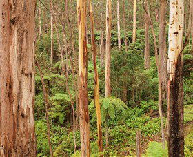 Cycle Mogo State Forest - Accommodation Asia 1
