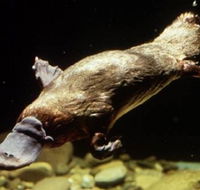 Platypus Pool - Accommodation Asia