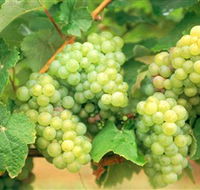 Red Tail Wines - Accommodation Guide