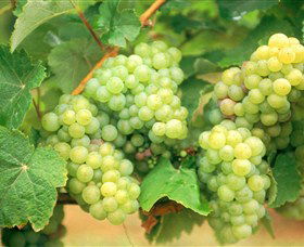 Red Tail Wines - Accommodation Guide 0