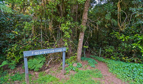 Falcorostrum Loop Walking Track - Accommodation Asia 0