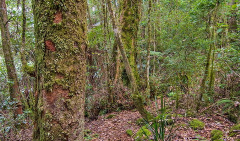 Falcorostrum Loop Walking Track - Accommodation Asia 2