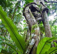 Tamborine Rainforest Skywalk - Accommodation Asia