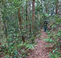 Blackbutt walking track - Accommodation Guide