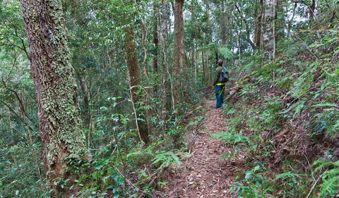 Blackbutt Walking Track - Accommodation Guide 0