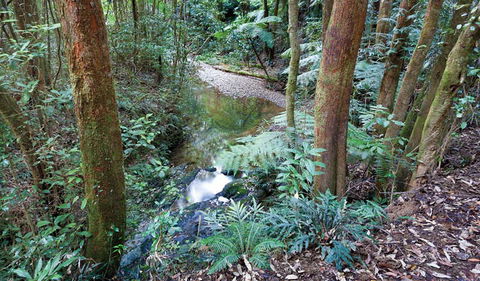 Blackbutt Walking Track - Accommodation Guide 1