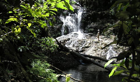 Blackbutt Walking Track - Accommodation Guide 2