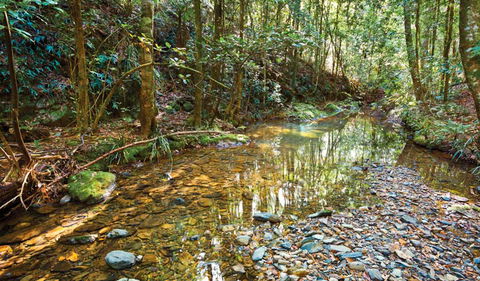 Blackbutt Walking Track - Accommodation Guide 3