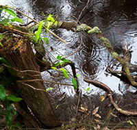 Mogo Bushwalk - Accommodation Asia