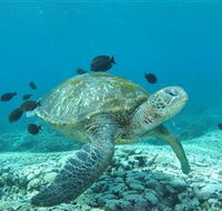 Flinders Reef Dive Site - Accommodation Guide
