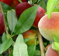 Fruit Salad Tree Company - Accommodation Guide