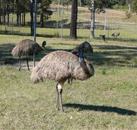 Glen Ian Ostrich and Emu Farm - Accommodation Guide