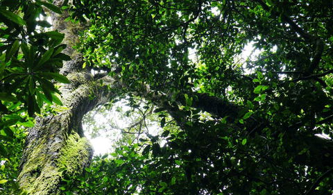 Wollumbin National Park - Accommodation Guide 1