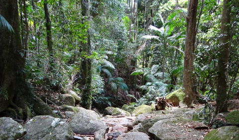 Wollumbin National Park - Accommodation Guide 2