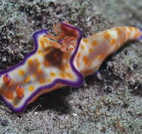 Curtain Artificial Reef Dive Site - Accommodation Guide