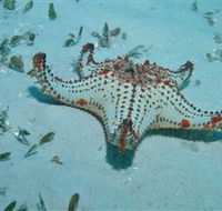 The Pines Dive Site - Accommodation Guide