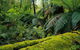 Errinundra National Park - thumb 0