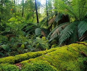 Errinundra National Park - Accommodation Asia 0