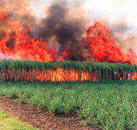 Reeves Family Sugar Cane Farm - Accommodation Asia