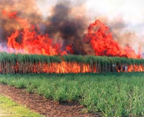 Reeves Family Sugar Cane Farm - Accommodation China 0